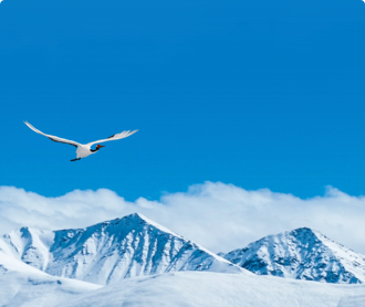 青海鳥類圖鑒網(wǎng)站設計